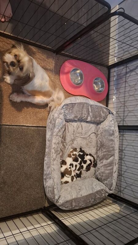 Shih Tzu puppies for sale in Kilwinning, Ayrshire and Arran – 7 weeks old