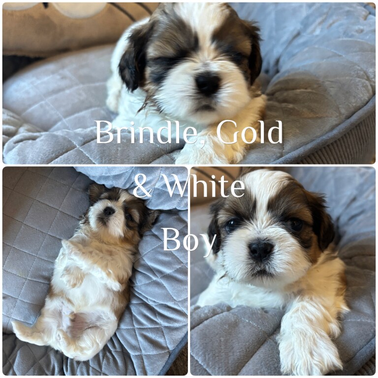Shih Tzu Puppies For Sale