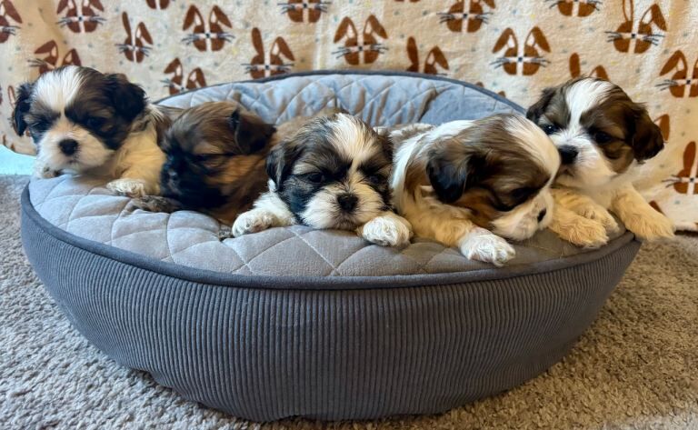1 Stunning shihtzu boy left - Image 2 of 6