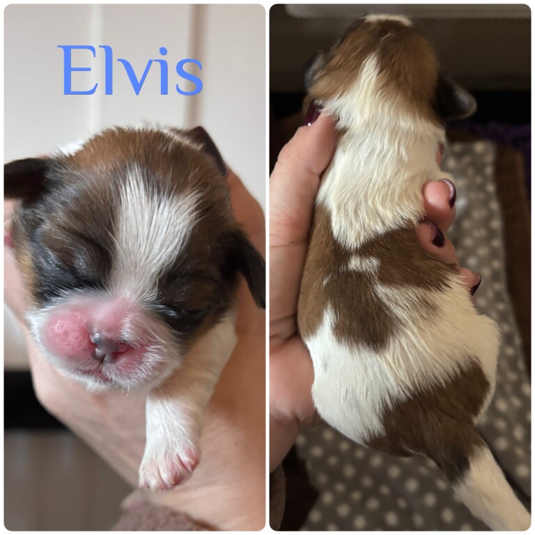 1 Stunning shihtzu boy left - Image 3 of 6