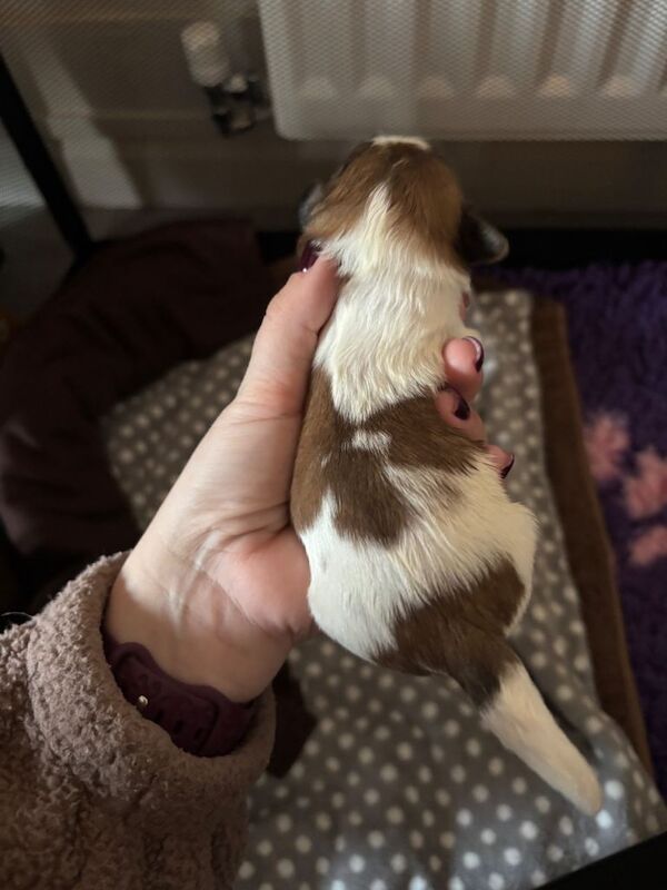 1 Stunning shihtzu boy left - Image 4 of 6