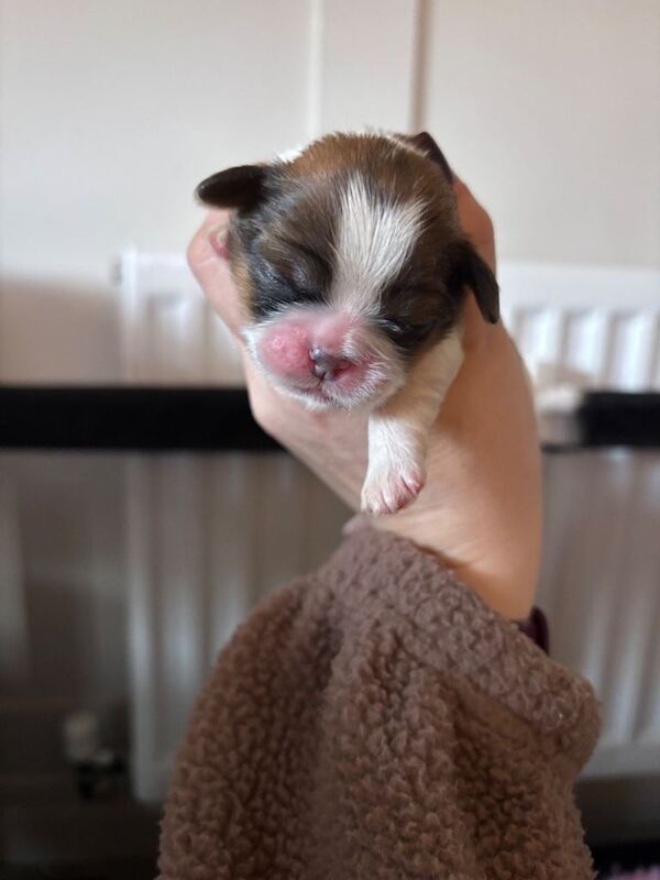 1 Stunning shihtzu boy left - Image 5 of 6