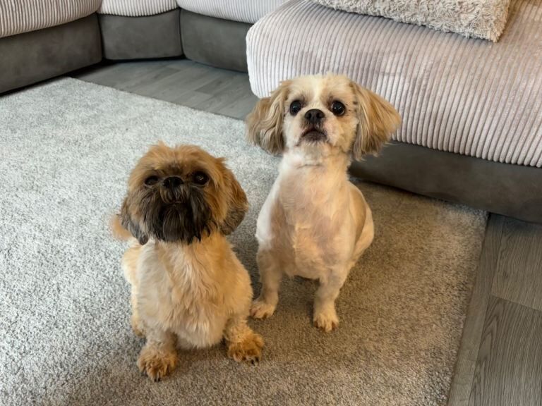 1 Stunning shihtzu boy left - Image 6 of 6