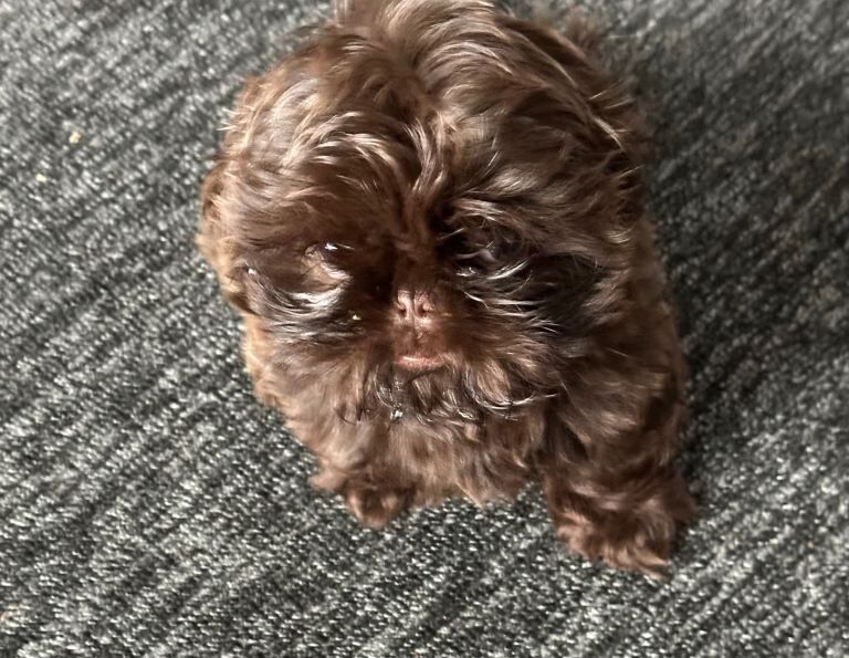 Shih Tzu Puppies For Sale