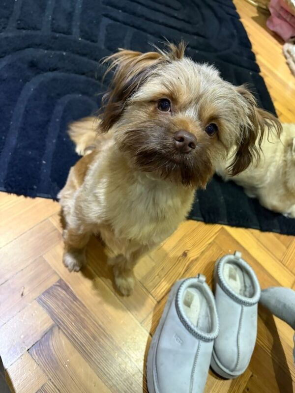 Shih Tzu puppies for sale in Sidcup, Greater London – 11 months old - Image 2 of 2