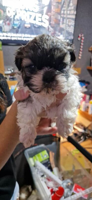 Shih Tzu puppies for sale in Heywood, Greater Manchester – 4 weeks old