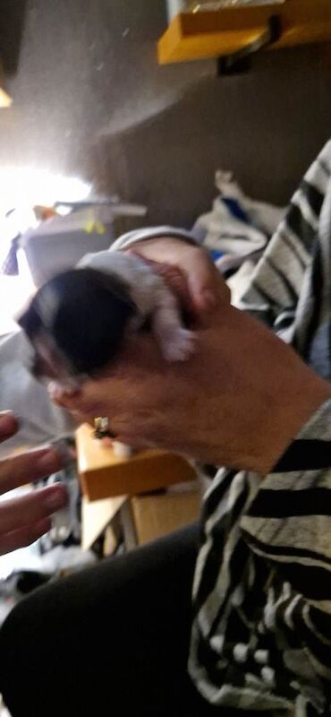 Shih Tzu puppies for sale in Heywood, Greater Manchester – 4 weeks old - Image 2 of 3