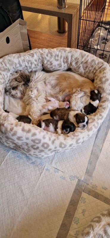 Shih Tzu puppies for sale in Heywood, Greater Manchester – 4 weeks old - Image 3 of 3