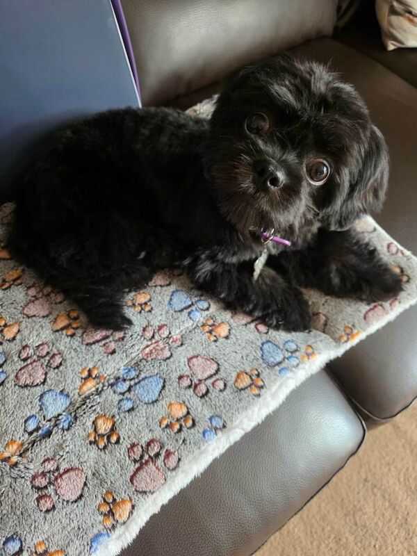 Shih Tzu puppies for sale in Ross-on-Wye, Herefordshire – 10 months old