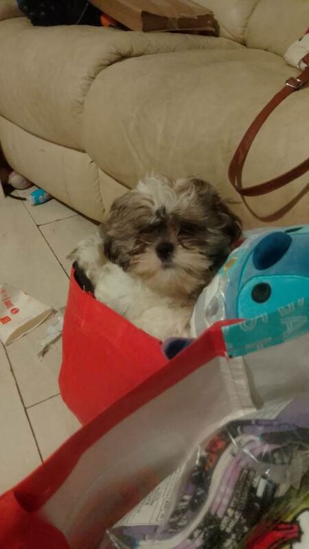 Shih Tzu puppies for sale in Letchworth, Hertfordshire – 3 months old