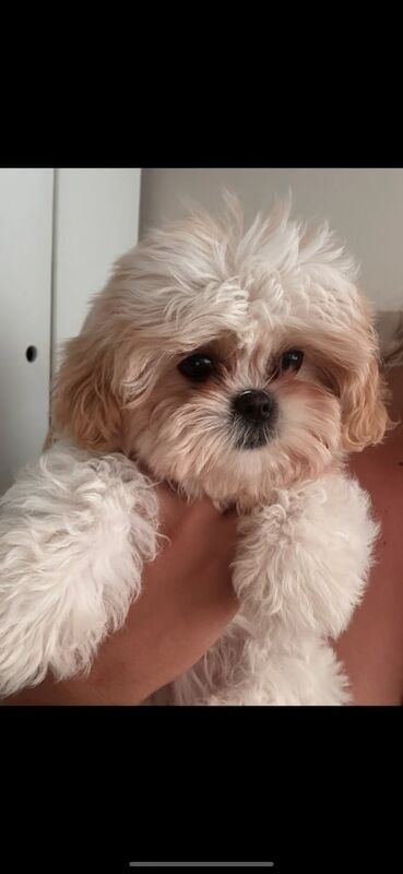 Shih Tzu puppies for sale in Bramley, South Yorkshire – 3 months old