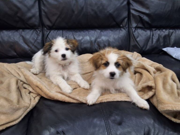 Shih Tzu puppies for sale in Ladywood, West Midlands – 9 weeks old