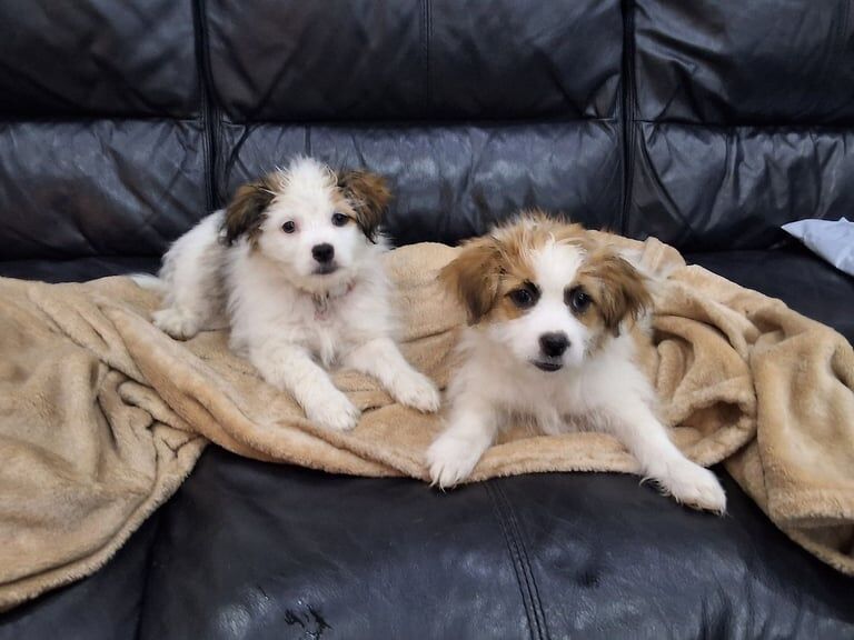 Shih Tzu puppies for sale in Ladywood, West Midlands – 9 weeks old - Image 2 of 3