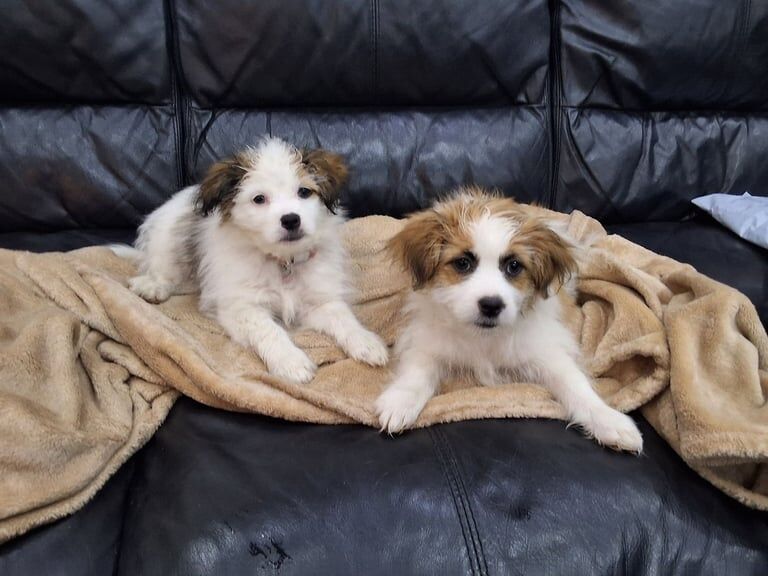 Shih Tzu puppies for sale in Ladywood, West Midlands – 9 weeks old - Image 3 of 3