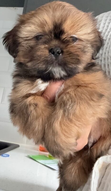 Shih Tzu puppies for sale in Sudbury, Suffolk – 7 weeks old