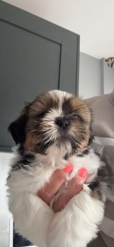 Shih Tzu puppies for sale in Sudbury, Suffolk – 7 weeks old - Image 2 of 3