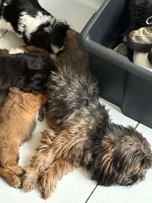 Shih Tzu puppies for sale in Sudbury, Suffolk – 7 weeks old - Image 3 of 3