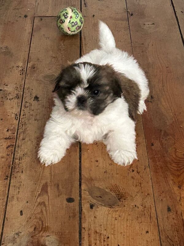 Shih Tzu puppies for sale in Leeds, West Yorkshire – 6 weeks old