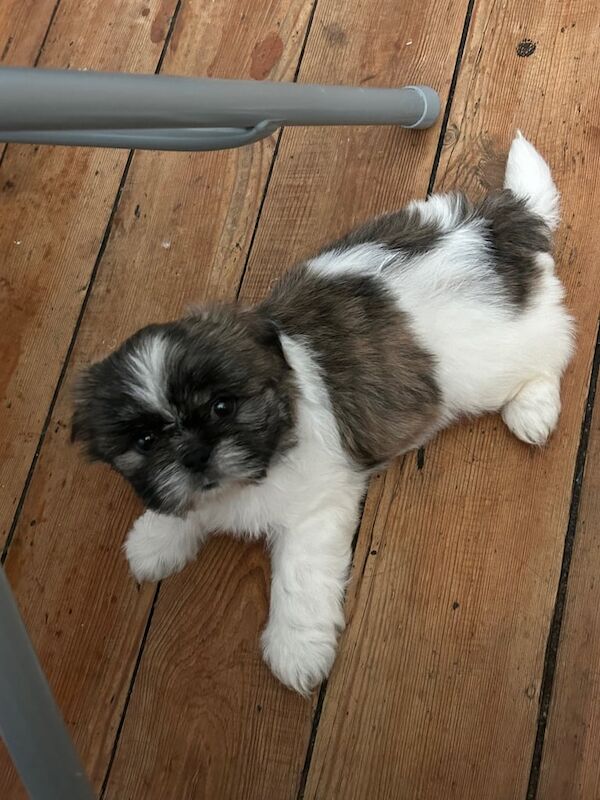 Shih Tzu puppies for sale in Leeds, West Yorkshire – 6 weeks old - Image 2 of 3