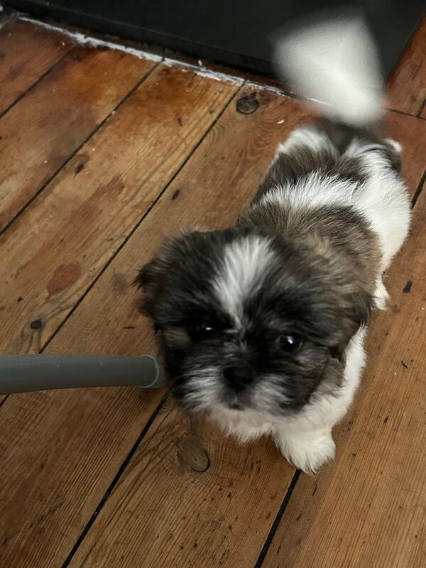 Shih Tzu puppies for sale in Leeds, West Yorkshire – 6 weeks old - Image 3 of 3