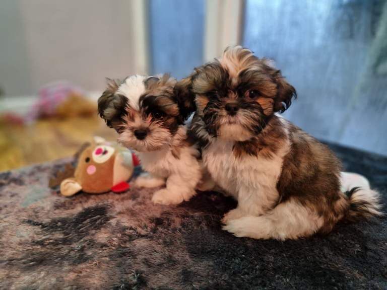 Shih Tzu puppies for sale in Southampton, Hampshire – 9 weeks old