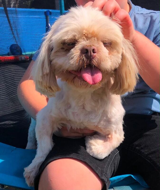 2 year old Shih Tzu