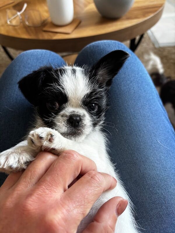 Shih Tzu Puppies For Sale Under £1,000