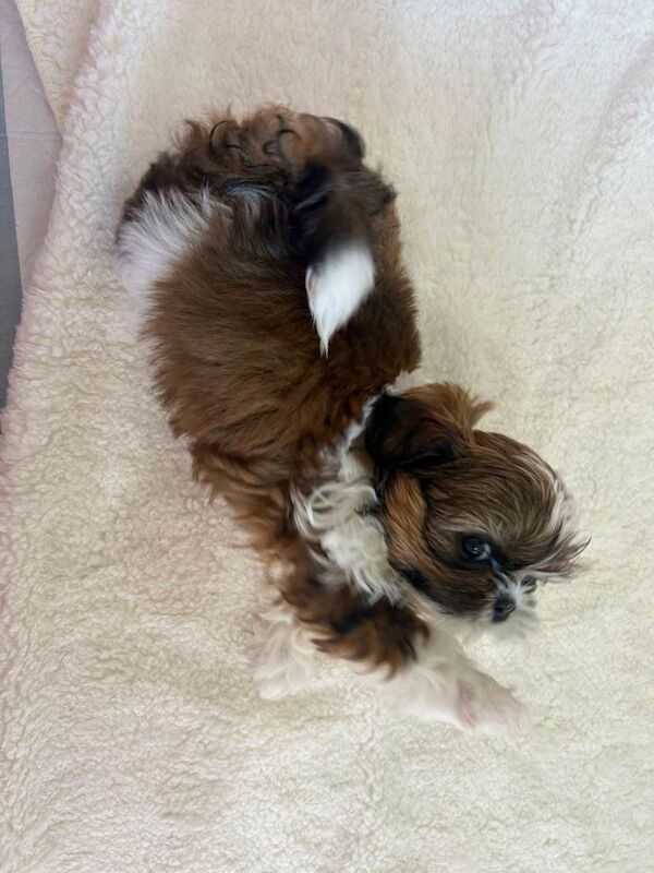 Shih Tzu Puppies For Sale