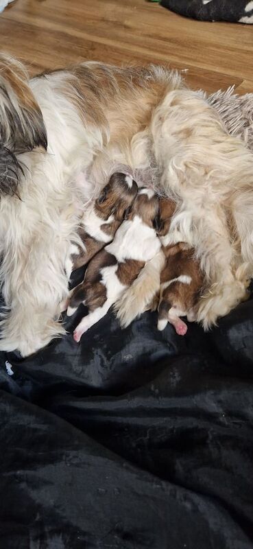 3 gorgeous little shih tzu fur balls in Heywood for sale in Heywood, Greater Manchester