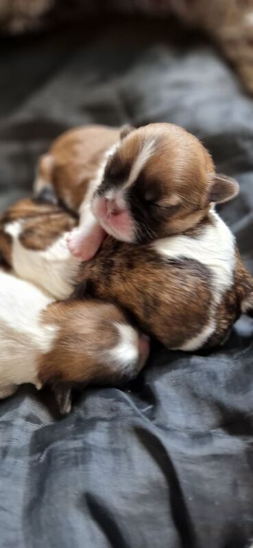 3 gorgeous little shih tzu fur balls in Heywood for sale in Heywood, Greater Manchester | Image 2