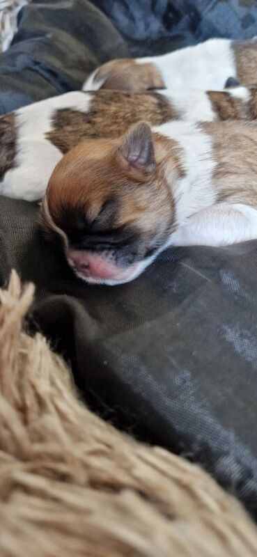 3 gorgeous little shih tzu fur balls in Heywood for sale in Heywood, Greater Manchester | Image 3