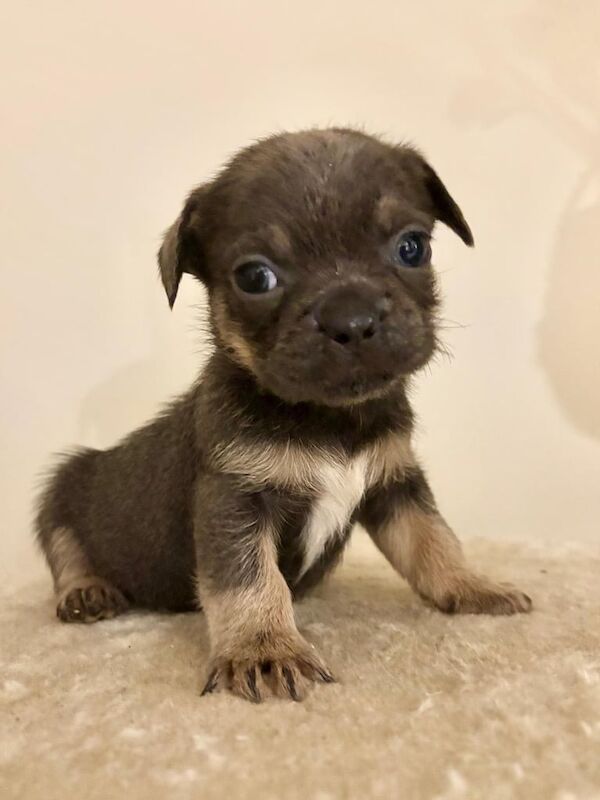 Shih Tzu Puppies For Sale Under £1,000