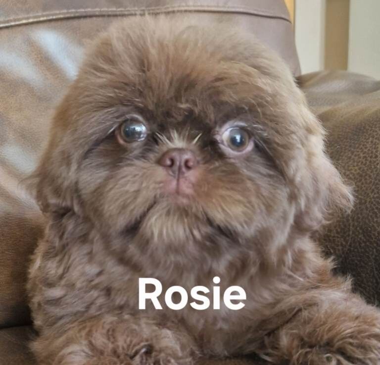 3 imperial. Shih Tzu pups wanting forever homes