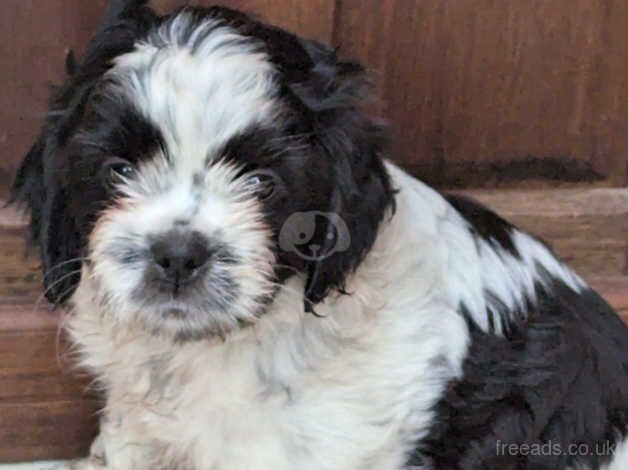 Shih Tzu puppies for sale in Churchstow, Devon – 1 year old - Image 3 of 5