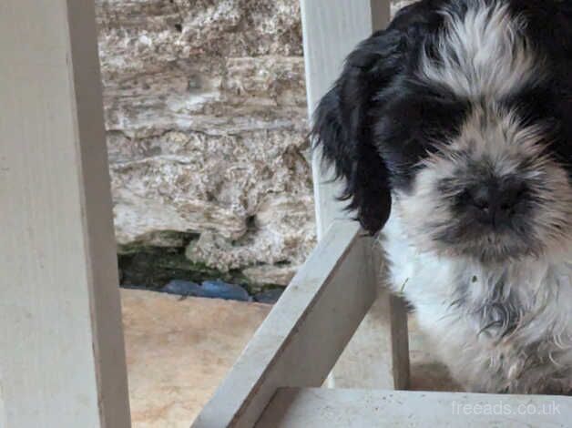Shih Tzu puppies for sale in Churchstow, Devon – 1 year old - Image 4 of 5