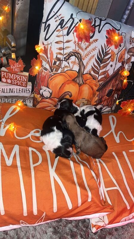 Shih Tzu puppies for sale in Sale, Greater Manchester – 1 week old