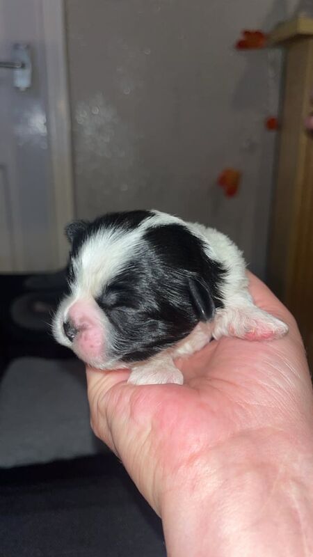 Shih Tzu puppies for sale in Sale, Greater Manchester – 1 week old - Image 2 of 5