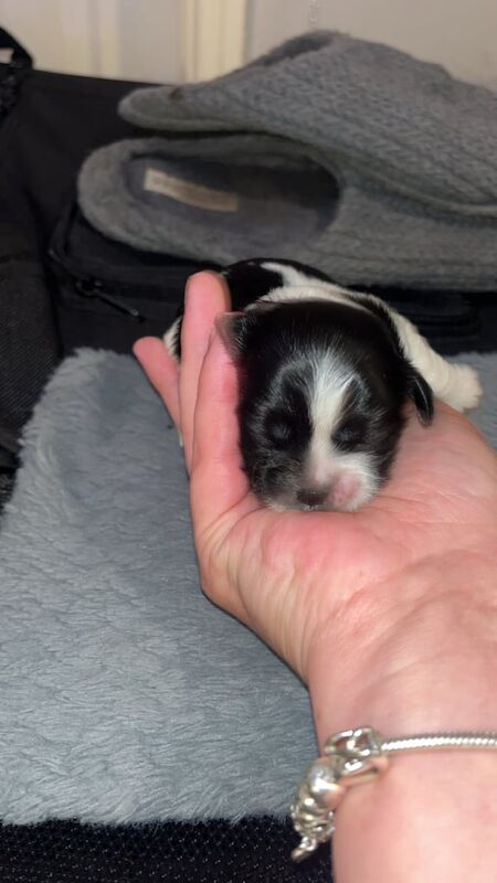 Shih Tzu puppies for sale in Sale, Greater Manchester – 1 week old - Image 3 of 5