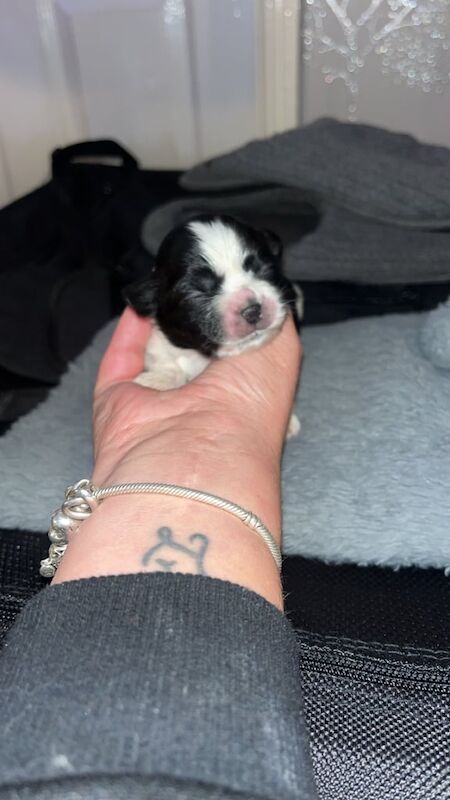 Shih Tzu puppies for sale in Sale, Greater Manchester – 1 week old - Image 4 of 5