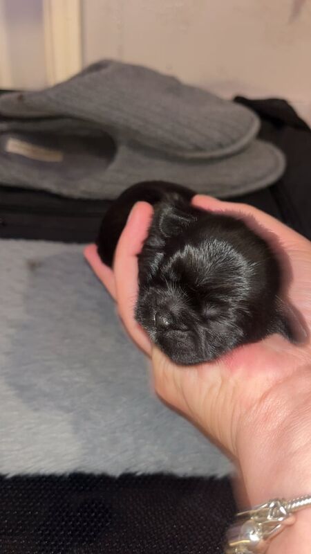 Shih Tzu puppies for sale in Sale, Greater Manchester – 1 week old - Image 5 of 5
