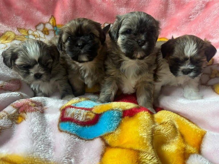 4 female shihtzu for sale in Banbridge, County Down