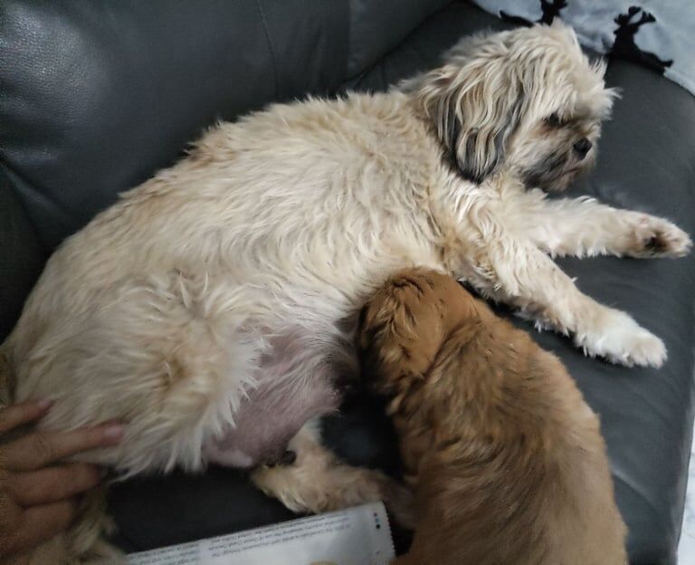 Shih Tzu puppies for sale in Chryston, Lanarkshire – 6 weeks old