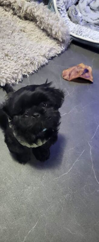 Shih Tzu puppies for sale in Gosport, Hampshire – 3 months old