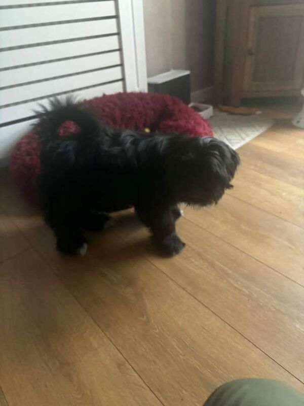 5 month old Shih Tzu girl