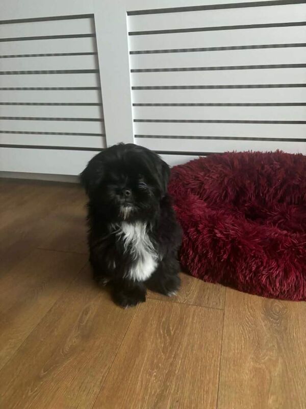 5 month old Shih Tzu girl - Image 2 of 2