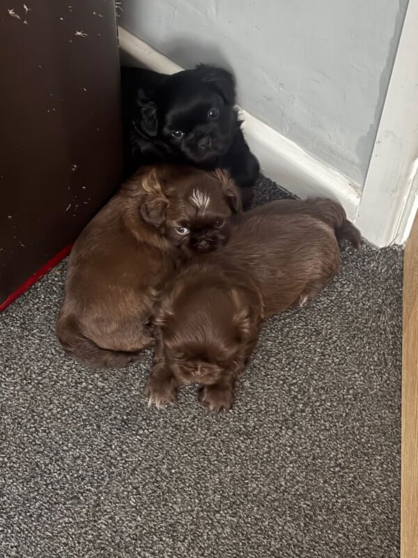 Shih Tzu puppies for sale in Whiston, Merseyside – 5 weeks old