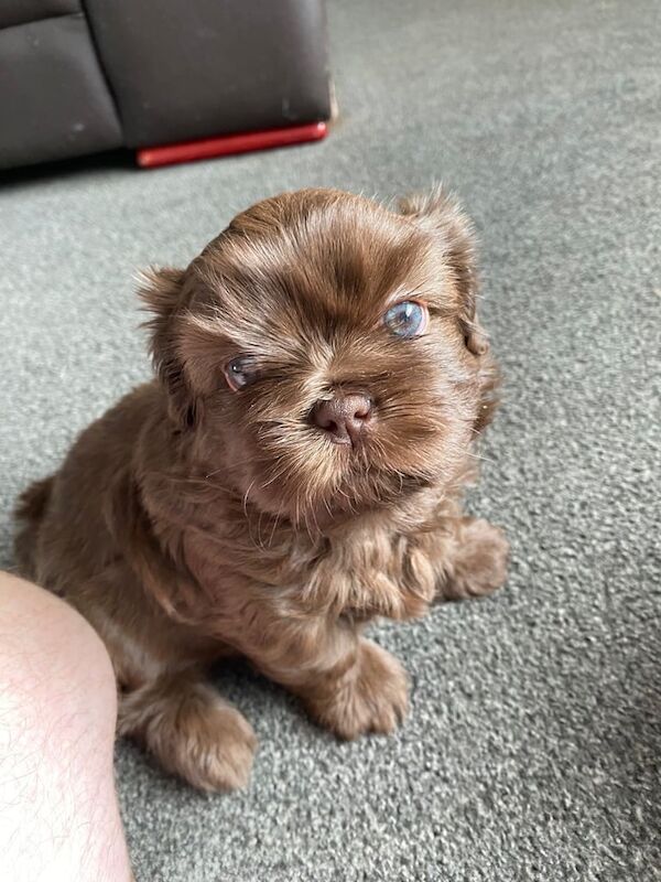 Shih Tzu puppies for sale in Whiston, Merseyside – 5 weeks old - Image 2 of 3