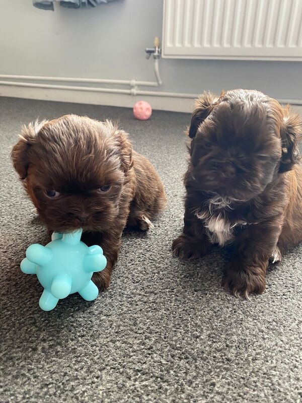 Shih Tzu puppies for sale in Whiston, Merseyside – 5 weeks old - Image 3 of 3