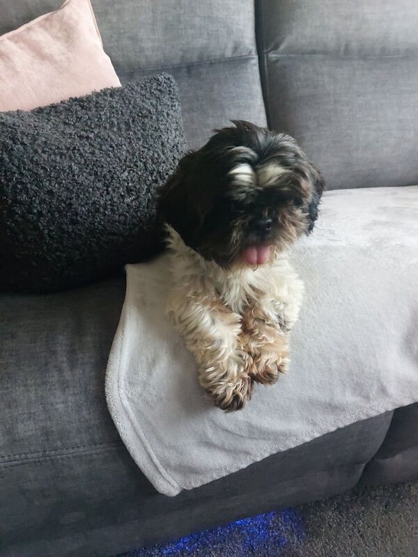 Shih Tzu puppies for sale in Biggleswade, Bedfordshire – 4 years old