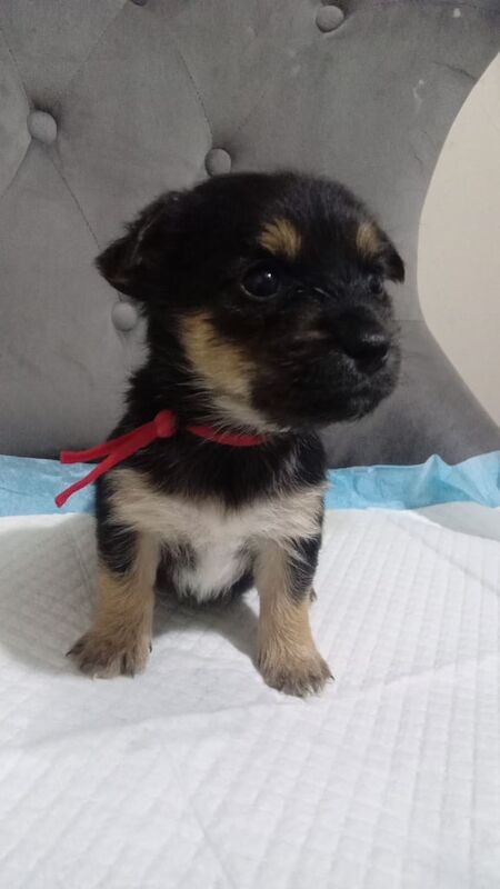 8 beautiful shih tzu x chihuahua pups puppy puppies for sale in Fairwater, Gwent